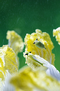 谷雨24节气摄影照片_春季春天谷雨大白菜健康生活方式摄影图配图