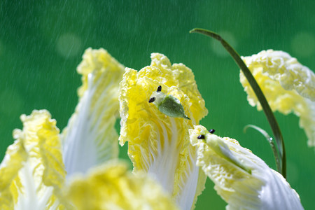 春季春天谷雨白菜新鲜蔬菜摄影图配图