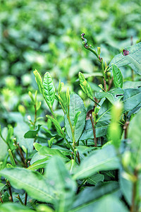 春色走廊摄影照片_茶白天茶园森林摄影图配图