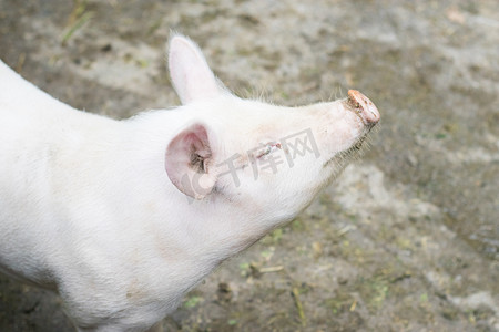 猪中午猪头农家养猪摄影图配图