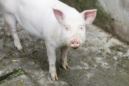 动漫猪头摄影照片_猪中午猪头农家喂养摄影图配图