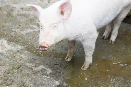 猪下午猪圈农家饲养摄影图配图