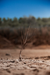 土地龟裂摄影照片_顽强的生命午后树枝土地生长摄影图配图