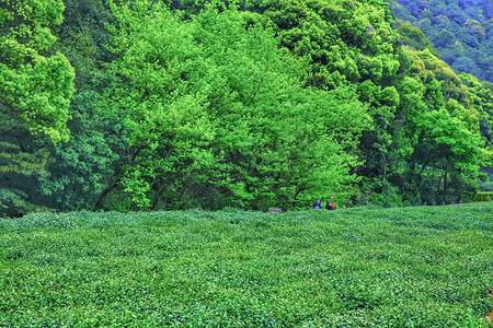 春天杭州摄影照片_茶园白天茶叶森林摄影图配图