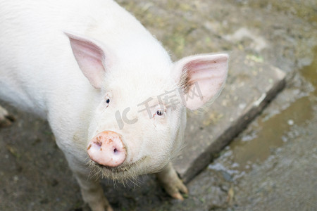 家畜摄影照片_猪头下午猪农家喂养摄影图配图