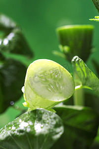 夏天摄影照片_夏季夏天立夏蔬菜黄瓜空心菜摄影图配图