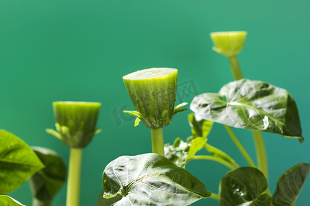 二十四节气立夏摄影照片_夏季夏天立夏蔬菜健康生活方式摄影图配图