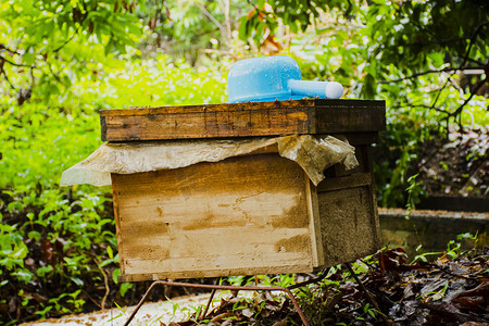 蜂房养蜂房蜜蜂采蜜繁殖摄影图配图
