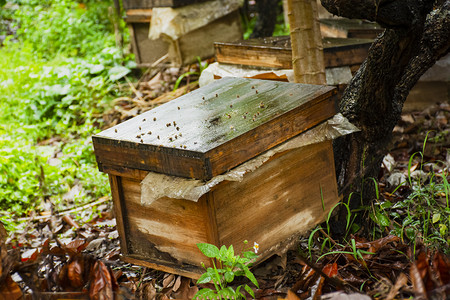 装蜂蜜的篮子摄影照片_养蜂房蜂房养蜂蜂蜜蜜蜂摄影图配图