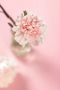 家庭和谐摄影照片_康乃馨母亲节粉色花朵粉色背景静物摄影图配图