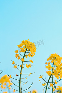 春天户外绽放的油菜花蓝天创意摄影图配图