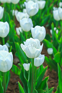 郁金香花海摄影照片_春季户外绽放的郁金香花海特写摄影图配图