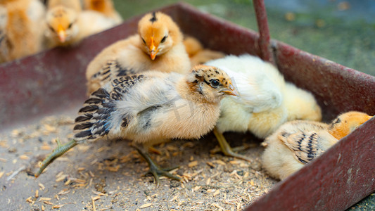 小鸡仔休息玩耍春天白天一群小鸡农户家伸翅膀摄影图配图