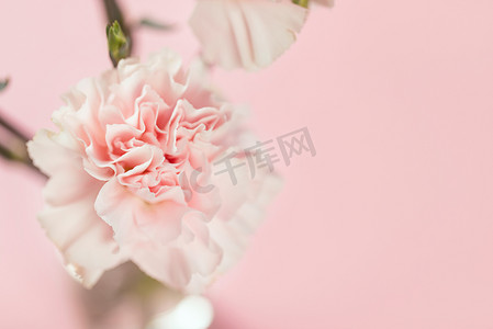 花卉背景粉色摄影照片_康乃馨母亲节粉色花卉静物粉色背景摄影图配图