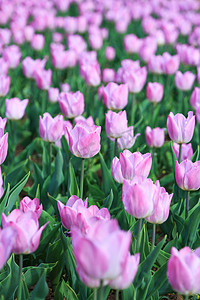 春天的景色摄影照片_春天户外绽放的郁金香花海赏花摄影图配图