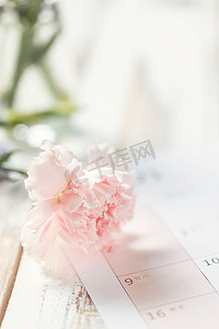 静物图摄影照片_康乃馨母亲节粉色花朵静物清新摄影图配图