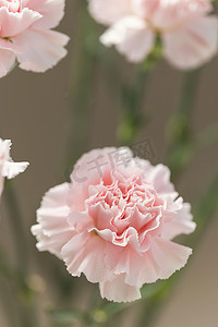 花朵康乃馨母亲节创意静物摄影图配图