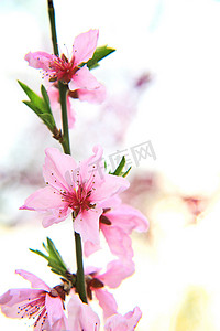 春天盛开的桃花摄影照片_春天谷雨桃花户外绽放摄影图配图