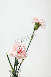 妈妈粉色摄影照片_康乃馨母亲节粉色花朵创意静物清新摄影图配图
