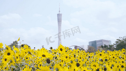 广州地标花海与广州塔同屏幕摄影
