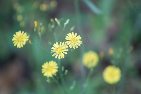 清新黄色小花摄影照片_小雏菊下午花朵自然风景摄影图配图