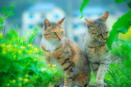 虎虎生威卡通摄影照片_两只可爱的小猫白天猫咪们田野玩耍摄影图配图