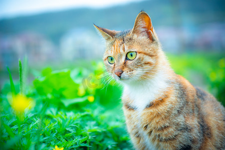 中华土猫白天家猫野外玩耍摄影图配图