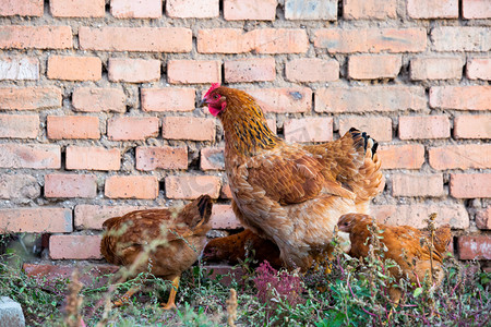 鸡鸭鹅摄影照片_动物白天老母鸡农村院子吃食摄影图配图