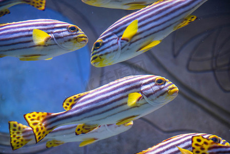 海洋生命摄影照片_水族馆鱼群晚上鱼儿室内摄影摄影图配图