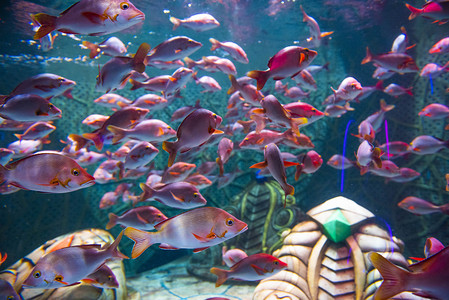 水族馆热带鱼群晚上鱼群水族馆摄影摄影图配图