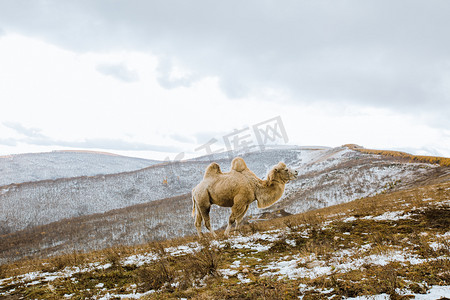 荒漠上的骆驼秋天冬天白天骆驼荒漠草原站立摄影图配图