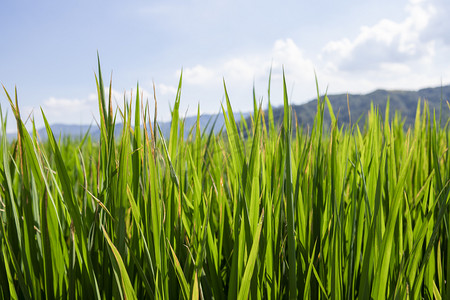 农村地里的水稻下午水稻农村无摄影图配图