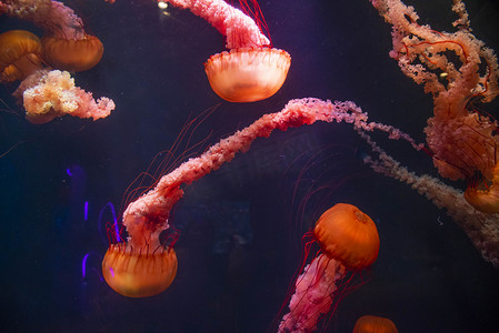 水族馆水母群晚上水母群水族馆摄影摄影图配图