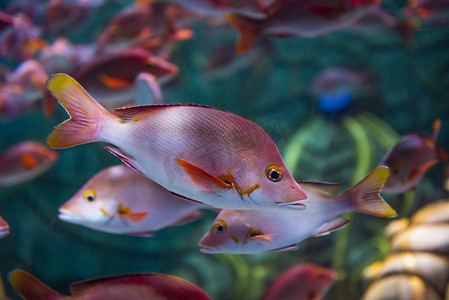 水族馆热带鱼晚上热带鱼丝鳍拟花鮨水族馆摄影摄影图配图