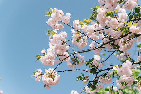 植物花朵春天立春樱花阳光天空盛开摄影图配图