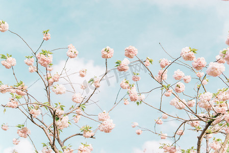 春景摄影照片_植物花朵春天晚樱蓝天绽放摄影图配图