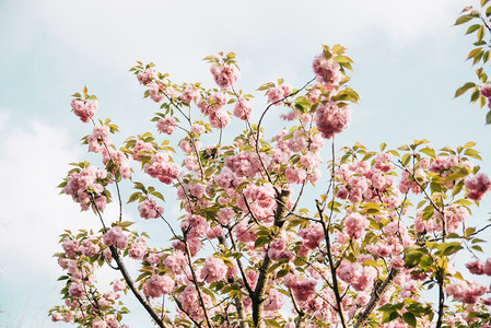植物春天樱花户外蓝天盛开摄影图配图