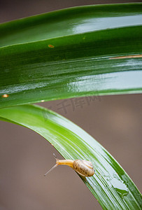 雨后蜗牛早晨蜗牛绿植室外慢爬摄影图配图