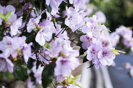 花朵叶子摄影照片_杜鹃花谷雨季节花户外无摄影图配图