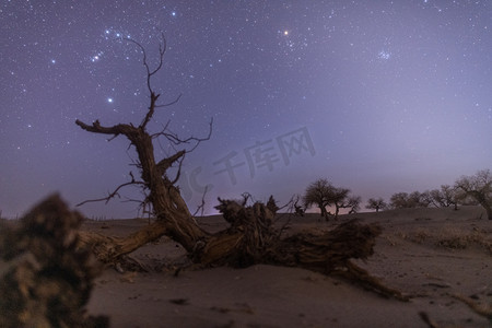 怪树林星空夜晚古树室外旅游摄影图配图