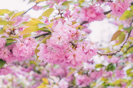 樱花白天粉红色樱花户外树木摄影图配图