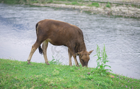 吃草的牛下午牛溪边无摄影图配图
