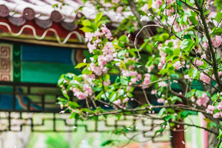 樱花白天樱花树屋檐户外春季摄影图配图