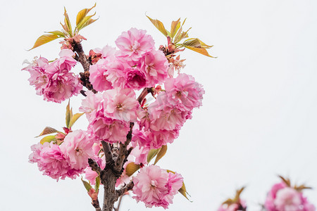 春季早上樱花户外花朵摄影图配图