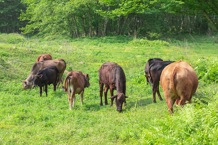 牛吃摄影照片_吃草的一群牛下午牛草地无摄影图配图
