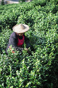 茶山采茶下午人茶场无摄影图配图