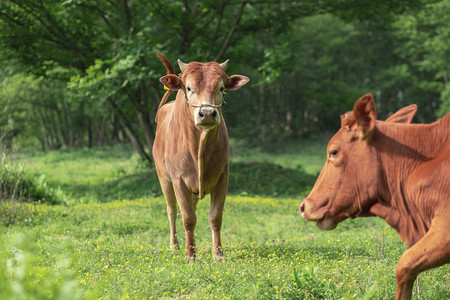 奔跑的牛摄影照片_奔跑的黄牛下午牛草地无摄影图配图