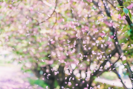 樱花白天樱花树木户外花园飘落花瓣摄影图配图