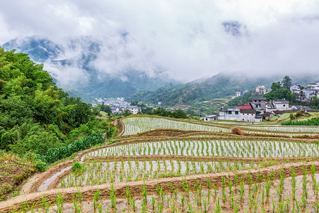 稻田风景摄影照片_稻田早晨村子山区无摄影图配图