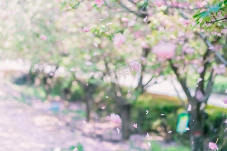 樱花飘落摄影照片_樱花早上樱花花雨户外花雨摄影图配图